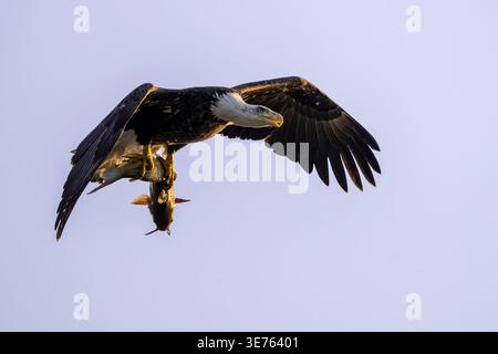 Adult bald eagle flying toward the camera with a fish clutched beneath its body. Stock Photo