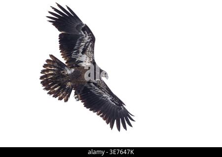 Immature bald eagle banking in flight against a bright overcast sky. Stock Photo
