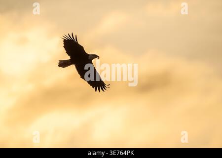 Backlit bald eagle soaring through warm sunset light against a glowing sky. Stock Photo