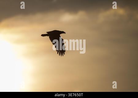 Silhouette of a bald eagle flying through dramatic golden sunrise or sunset light. Stock Photo
