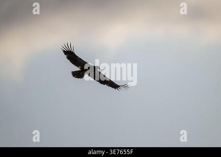 Silhouetted bald eagle soaring beneath a softly lit cloudy sky at dusk or dawn. Stock Photo