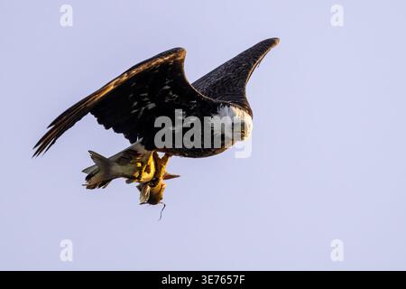 Adult bald eagle flying directly toward the camera while gripping a fish in its talons. Stock Photo