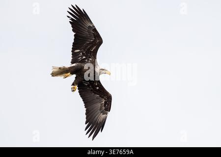 Adult bald eagle banking in flight against a white sky. Stock Photo