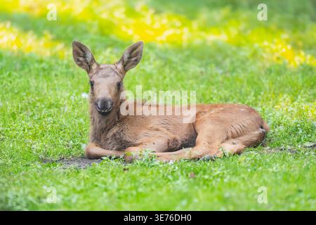 Alaska moose, Tundra moose, Yukon moose (Alces alces gigas, Alces gigas), cub lying on a meadow, Germany Stock Photo