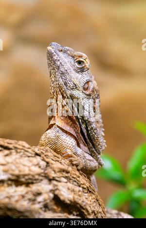Frilled lizard, Australian frilled lizard, Frill-necked lizard, King's Lizard (Chlamydosaurus kingi, Chlamydosaurus kingii), sits on a tree, Australia Stock Photo