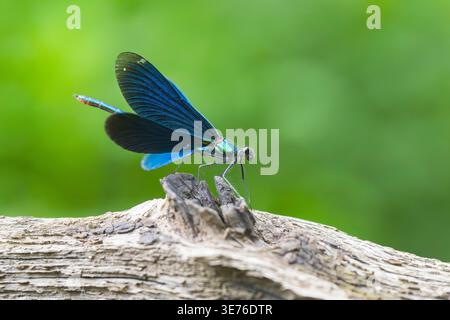 bluewing, demoiselle agrion (Calopteryx virgo), male sitting in wood, Germany, Bavaria Stock Photo