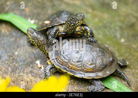 European pond terrapin, European pond turtle, European pond tortoise (Emys orbicularis), two pond turtles on a rock in the water, Germany Stock Photo