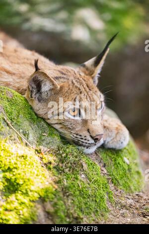 northern lynx (Lynx lynx lynx), resting on a rock, portrait, Germany, Bavaria Stock Photo