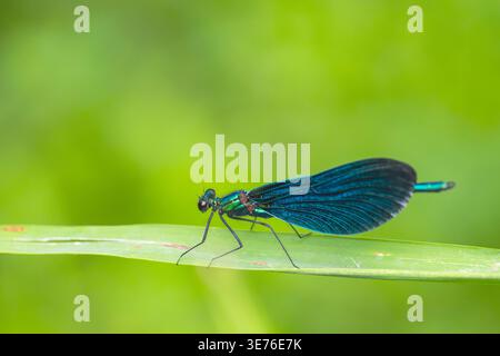 bluewing, demoiselle agrion (Calopteryx virgo), male sitting on a leaf, Germany, Bavaria Stock Photo