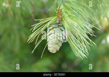 David's pine, Chinese white pine (Pinus armandii), branch with cones Stock Photo