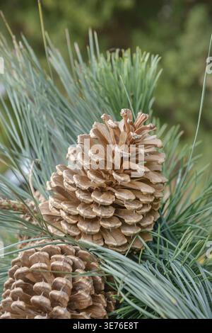 Jeffrey pine (Pinus jeffreyi), cones on a branch, Germany Stock Photo