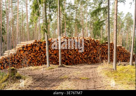 Huge stack of cut pine logs in the forest after deforestation, timber harvesting and lumber industry Stock Photo