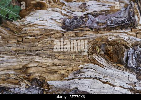 Decaying wood log displaying natural texture, patterns, rough surface, and rich brown tones, highlighting the aging process of organic material in nat Stock Photo