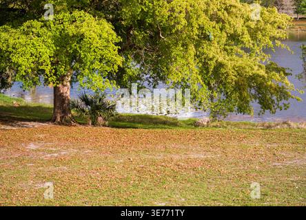 Massive old tree trunk with thick bark stands on the green bank beside a small fan palm. The sunny shoreline frames a calm water surface. Stock Photo
