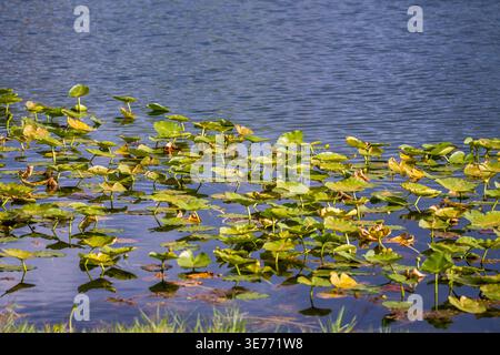Aquatic plants with yellow flowers and green leaves float on the rippled water. The shot shows a dense group of lilies near the shoreline. Stock Photo