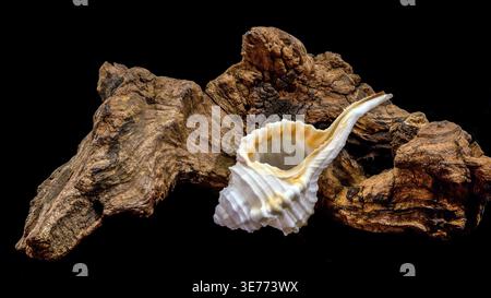 Muschel der Art Tibia fusus mit Treibholz auf schwarzem Hintergrund Stock Photo
