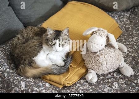 Cute fluffy kitten resting on bed beside plush toy in cozy home interior scene Stock Photo