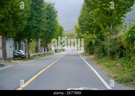 A narrow tree-lined road runs between tall green rows and scattered roadside buildings in Ulju-gun, with a bicycle marking painted on the asphalt and Stock Photo