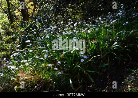 Iris japonica flowers. They grow in clusters in slightly damp, shady areas and bloom in spring with purple and orange patterned flowers. Stock Photo