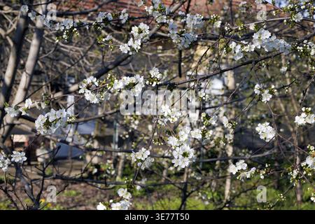 Close-up of blooming cherry or sour cherry tree with dense white flowers on thin branches, captured in soft spring daylight with blurred garden. 2026 Stock Photo