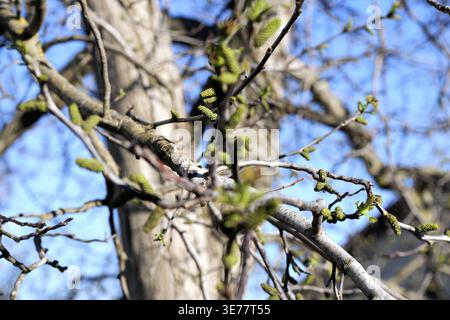Close-up of walnut tree branch with green catkins and young leaves in early spring growth stage, captured in natural daylight with blurred background. Stock Photo
