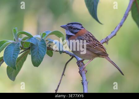 Rufous-collared Sparrow (Zonotrichia capensis) perched on a twig, Paraiso Quetzal Lodge, San Jose Province, Costa Rica Stock Photo