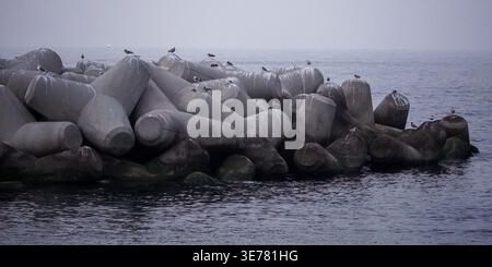 Seabirds Resting on Tetrapods by the Sea Stock Photo