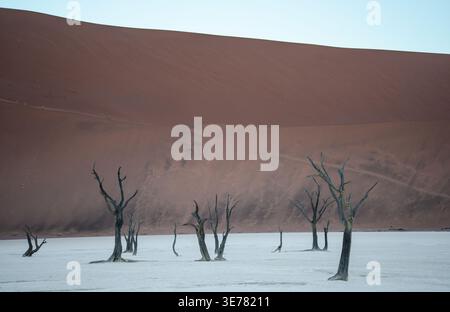 View of stark, skeletal trees reach skyward from a cracked, white pan against the backdrop of a massive, terracotta dune, Sossusvlei, Hardap Region, N Stock Photo