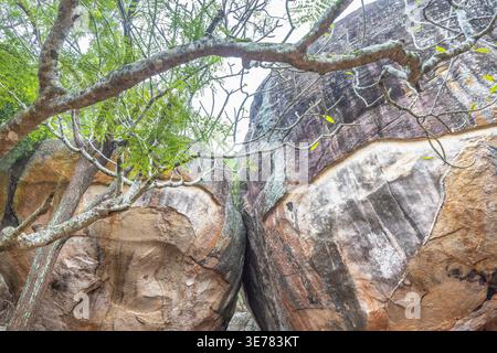 Sigiriya ancient rock fortress in Sri Lanka. Natural Rock Formation with Tree Branches and Foliage, Creating a Dynamic and Textured Abstract Landscape Stock Photo