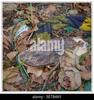 A green lizard is partially hidden among fallen leaves, a discarded shoe sole, and a piece of fabric. Stock Photo