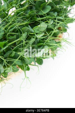 Pea shoots growing with verdant leaves, offering healthy, fresh, edible microgreens Stock Photo