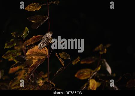 Remaining dogwood leaves on slender branches in winter, backlit by low sun, revealing delicate texture and subtle tones against a cool backdrop. Stock Photo