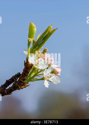 A cluster of white Cherry tree blossom with some leaves just opening, set against a blue sky Stock Photo