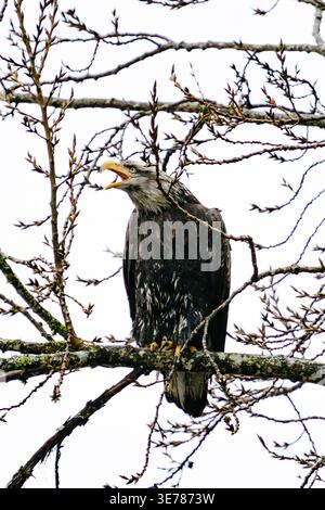 Full length view of a bald eagle calling while perched in a forest Stock Photo