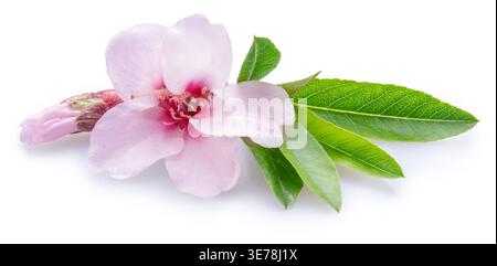 Pink almond blossom flower with delicate petals, stamens and almond tree leaves  isolated on a solid white background. Clipping path. Stock Photo