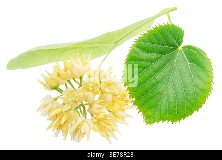 Fresh linden flowers with green leaves isolated on a white background. These aromatic blossoms from the Tilia tree are widely used for making healthy Stock Photo