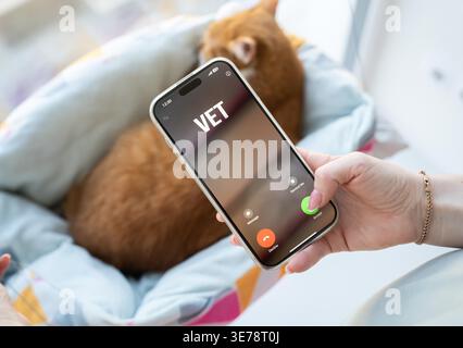 A woman receives a call from a veterinarian about her cat's test results. Pet health and care. Veterinary services, diagnostics, and animal treatment ensure wellbeing and responsible pet ownership Stock Photo