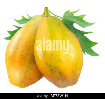 Two ripe papaya fruit with papaya tree leaves isolated on white background with clipping path. Stock Photo