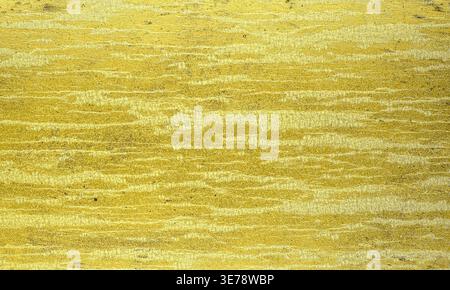 Golden textured surface 3d background Stock Photo