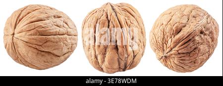 Three walnuts isolated on white background, maximum sharpness achieved by stack photography, cropping outline. Stock Photo