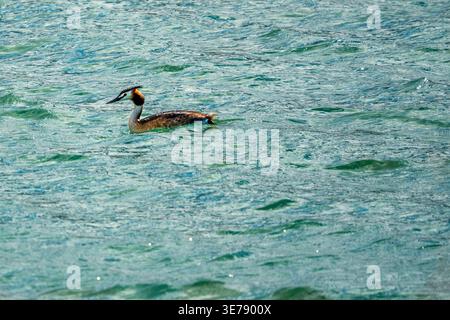 Great Crested Grebe Swimming in the Turquoise Waters of Cueva Foradada Reservoir Spain Stock Photo