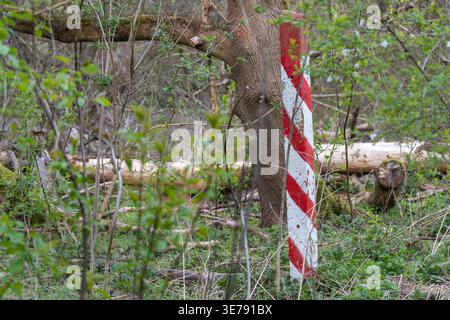 Red and white striped post stands in dense green forest. Tree trunk leans nearby, partially buried in undergrowth. Foliage sways gently, suggesting na Stock Photo