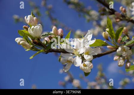 white blossom on tree during spring season. blossoming tree with white flower petals Stock Photo