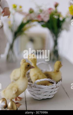 Small fluffy yellow ducklings standing on white wooden table near wicker basket. Golden eggs and spring flower bouquets in vases on blurred background Stock Photo