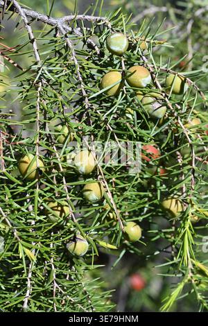Juniper Berries of Common Juniper Juniperus communis Stock Photo