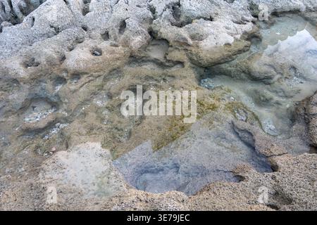 Many small shells on the rocks at low tide, rock surface covered with small black marine organisms, wet and sandy texture, natural pattern, coastal ec Stock Photo