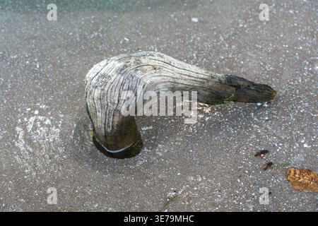 Curved driftwood resting on wet beach sand, showing natural wood texture and grain lines in a coastal tropical setting Stock Photo