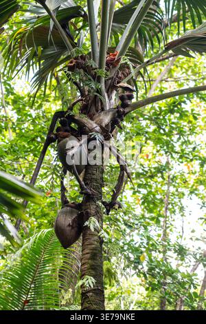 Coco de mer palm tree with hanging double coconut fruits in the tropical forest of Fond Ferdinand Nature Reserve on Praslin Island, Seychelles. Rare e Stock Photo
