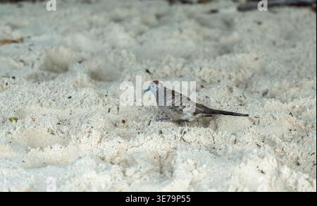 Zebra dove walking on tropical sandy beach in Seychelles, showing delicate feathers, blue beak, and peaceful exotic wildlife, perfect for nature, bird Stock Photo