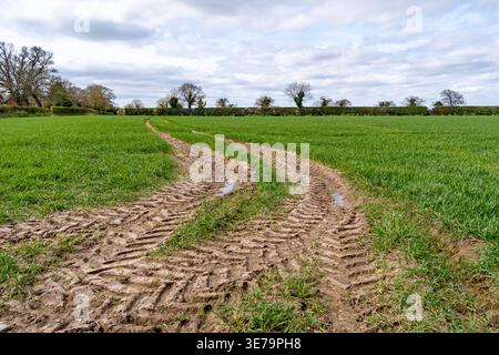 Agricultural tractor wheel tracks imprinted in the mud in an arable crop field Stock Photo